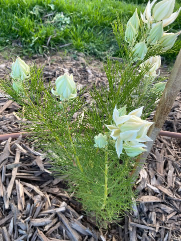Serruria florida flowers native to South Africa
