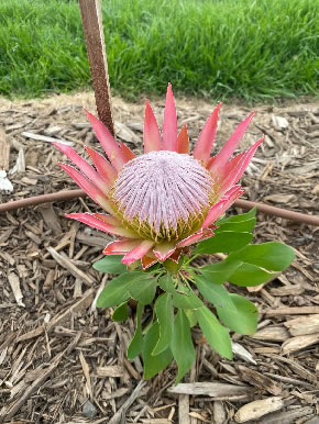A King Protea in bloom